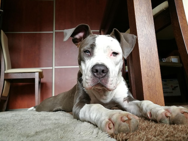 Ritratto di cane