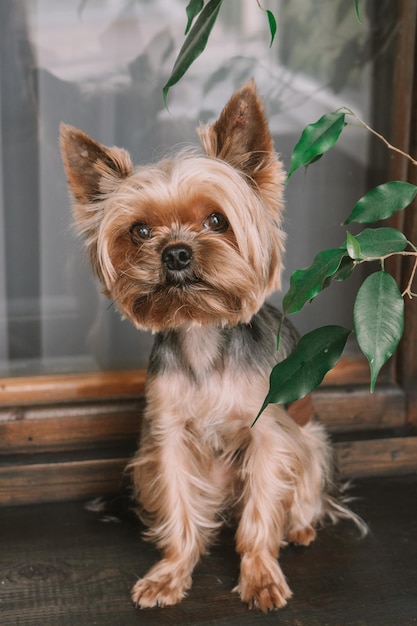 Ritratto di cane