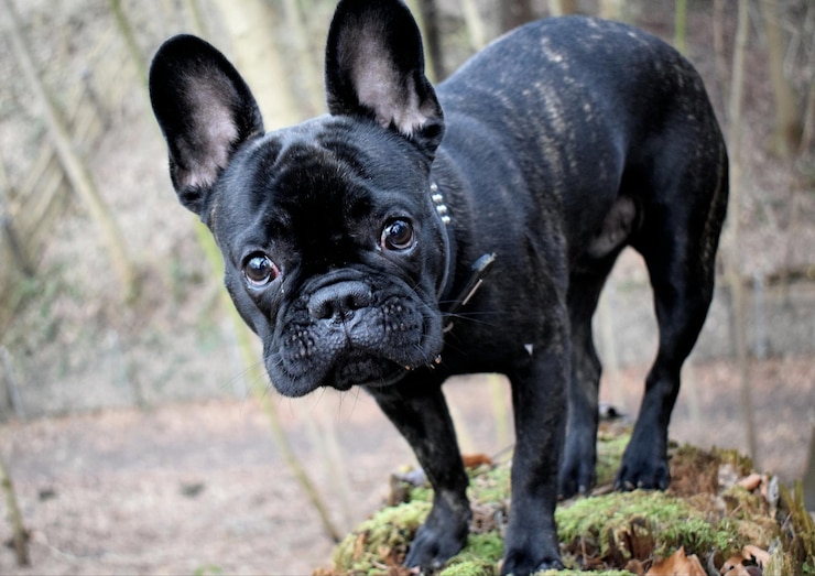 Foto ritratto di cane