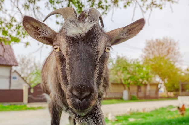 Ritratto di capra che guarda la macchina fotografica Sfiora nel villaggio vicino a casa