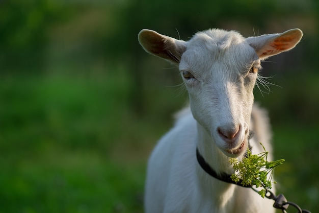 Ritratto di capra divertente sul campo verde.