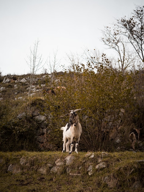 Ritratto di capra in montagna