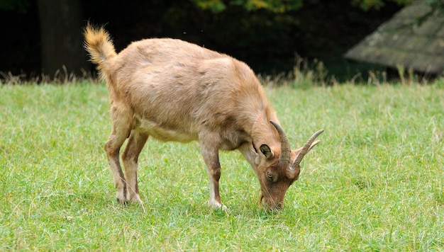 Ritratto di capra su uno sfondo di erba verde