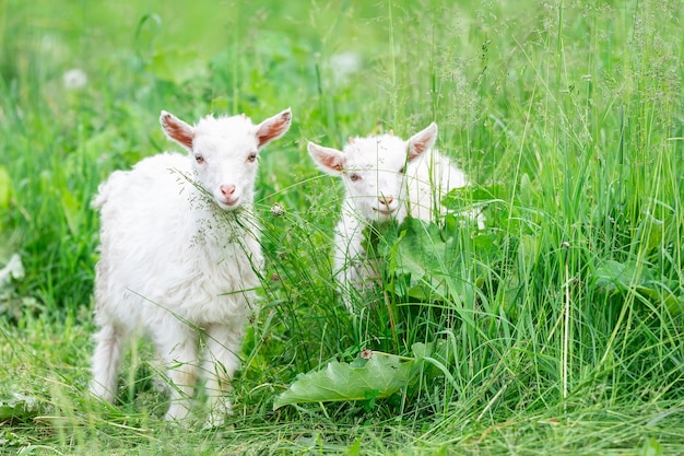 Ritratto di caprette sul campo verde