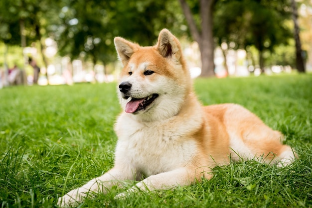 Ritratto di carino akita inu cane al parco.