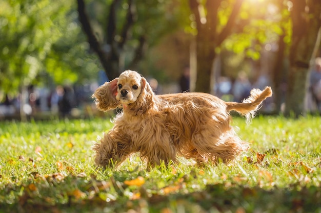 Ritratto di carino american cocker spaniel cane al parco