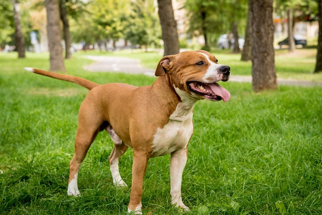 Ritratto di carino american staffordshire terrier al parco