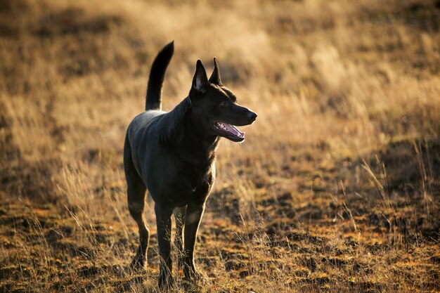 Ritratto di carino big black mongrel dog camminando sul prato in autunno.