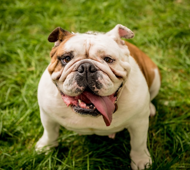 Ritratto di carino bulldog inglese al parco