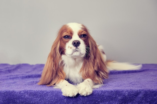 Ritratto di carino cavalier spaniel su uno sfondo grigio