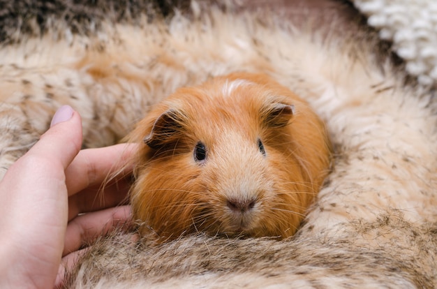 Ritratto di carino cavia rossa