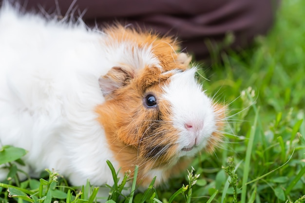 Ritratto di carino cavia.