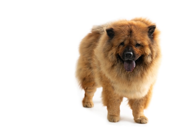 Ritratto di carino chow chow cane con linguetta sporgente isolato su bianco