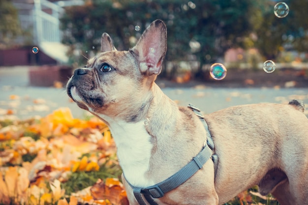 Ritratto di carino cucciolo di bulldog francese all'aperto