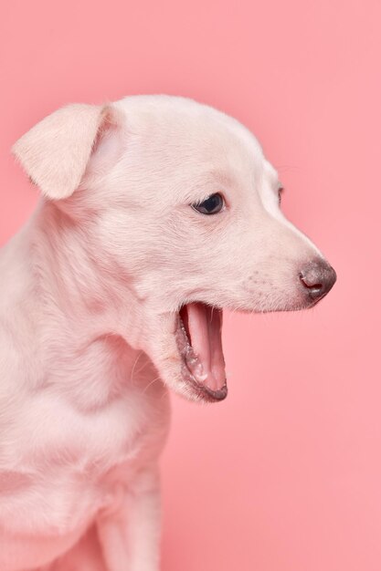 Ritratto di carino cucciolo di levriero italiano che sbadiglia isolato su sfondo rosa studio Piccolo cane beagle assonnato bianco beige colore