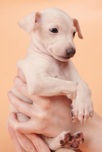 Ritratto di carino cucciolo di levriero italiano in mani umane Piccolo cane beagle sonnolento colore beige bianco isolato su sfondo studio