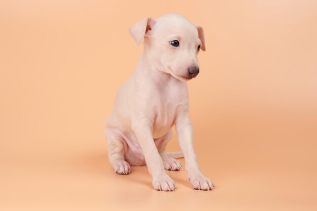 Ritratto di carino cucciolo di levriero italiano isolato su sfondo arancione peachy studio Piccolo cane beagle bianco beige colorxA