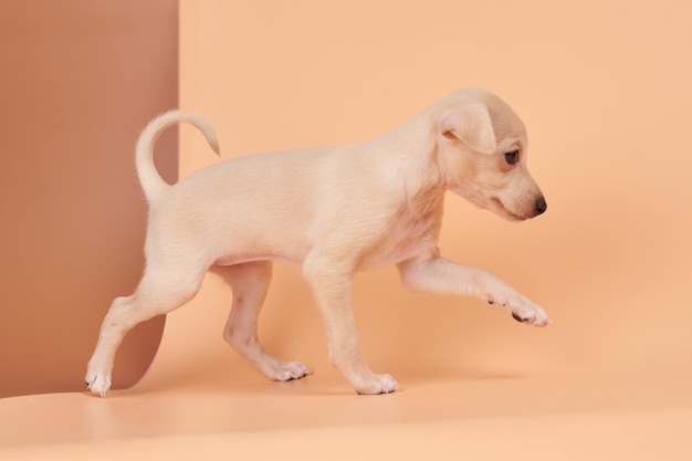 Ritratto di carino cucciolo di levriero italiano isolato su sfondo marrone arancione studio Piccolo cane beagle bianco beige colorxA