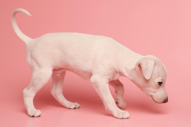 Ritratto di carino cucciolo di levriero italiano isolato su sfondo rosa studio Piccolo cane beagle bianco beige colore