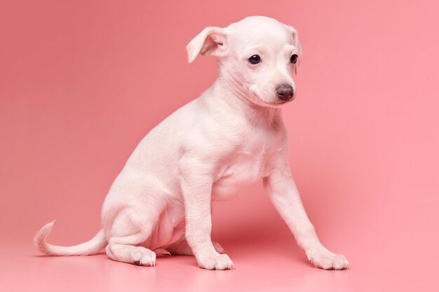 Ritratto di carino cucciolo di levriero italiano isolato su sfondo rosa studio Piccolo cane beagle bianco beige colorxA