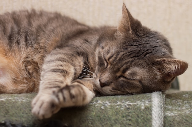 Ritratto di carino dormire tabby grigio gatto domestico closeup