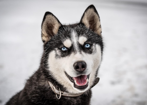 Ritratto di carino husky siberiano dagli occhi azzurri