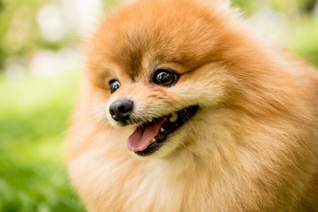 Ritratto di carino pomerania cane al parco.