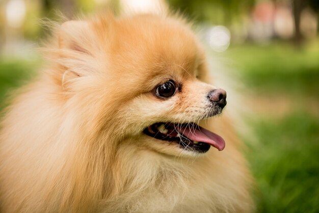 Ritratto di carino pomerania cane al parco