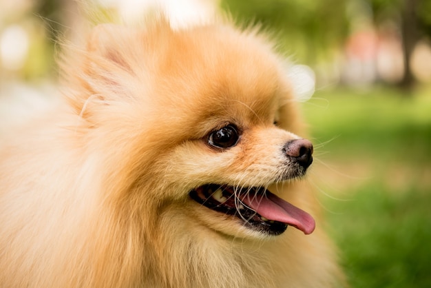 Ritratto di carino pomerania cane al parco