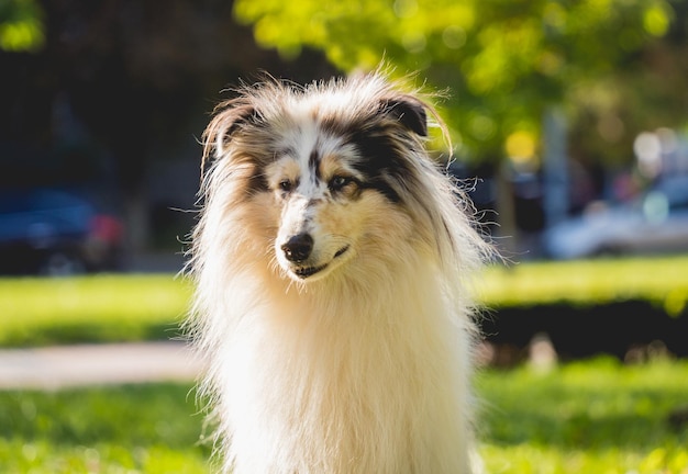 Ritratto di carino rough collie cane al parco