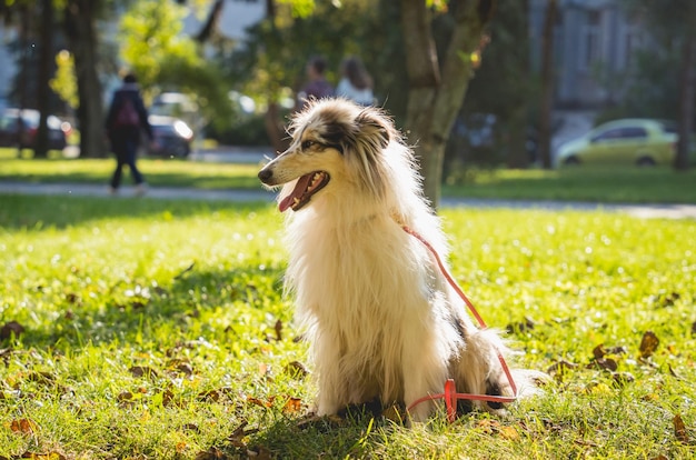 Ritratto di carino rough collie cane al parco