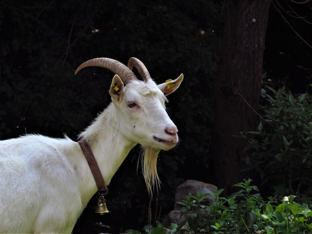 Ritratto di cavallo bianco