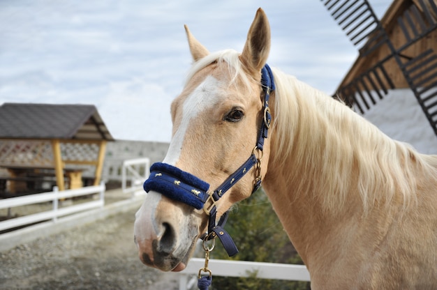 Ritratto di cavallo biondo con una criniera bianca