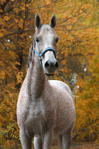 Ritratto di cavallo da corsa arabo nella foresta autunnale