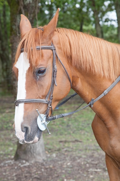 Ritratto di cavallo del primo piano