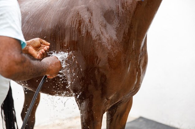 Ritratto di cavallo in spruzzi d'acqua Doccia a cavallo presso la stalla