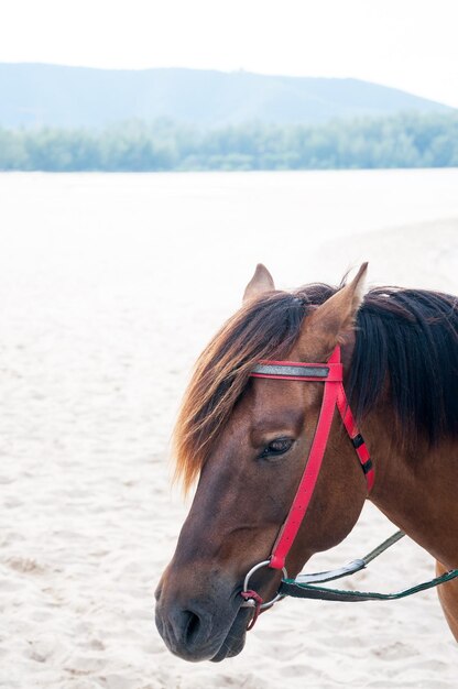 Ritratto di cavallo marrone bellissimo puledro arabo cavallo sulla spiaggia Thailandia