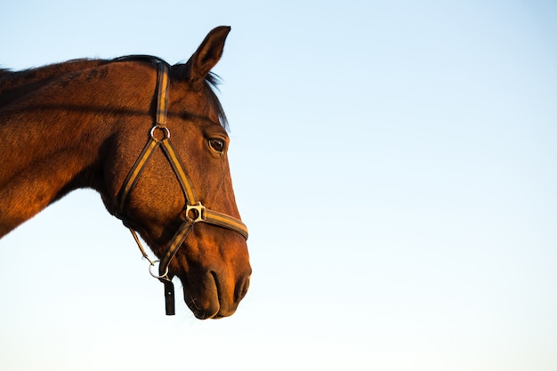 Ritratto di cavallo marrone su sfondo azzurro del cielo Cavallo al tramonto