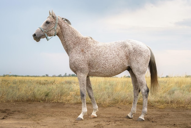 Ritratto di cavallo purosangue arabo grigio morso dalle pulci