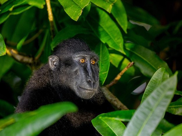 Ritratto di celebes macaco crestato tra le foglie di una foresta tropicale Indonesia Sulawesi