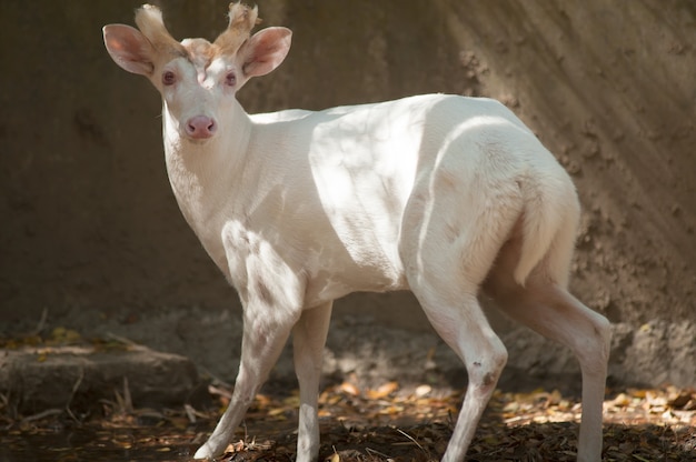 Ritratto di cervi che abbaia bianco