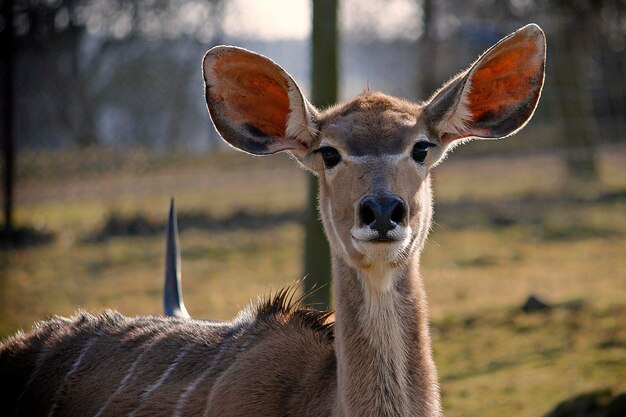 Ritratto di cervo allo zoo