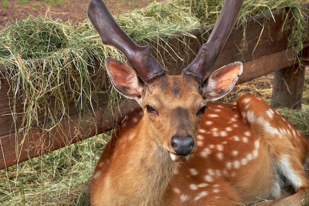 Ritratto di cervo sika Cervo maculato che riposa vicino all'alimentatore di legno con fieno