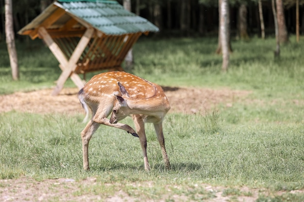 Ritratto di cervo Sika dalla coda bianca (Odocoileus virginianus)