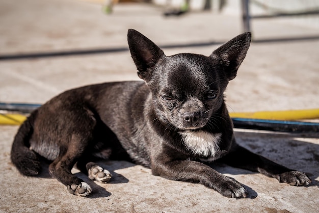 Ritratto di chihuahua nero muso sornione