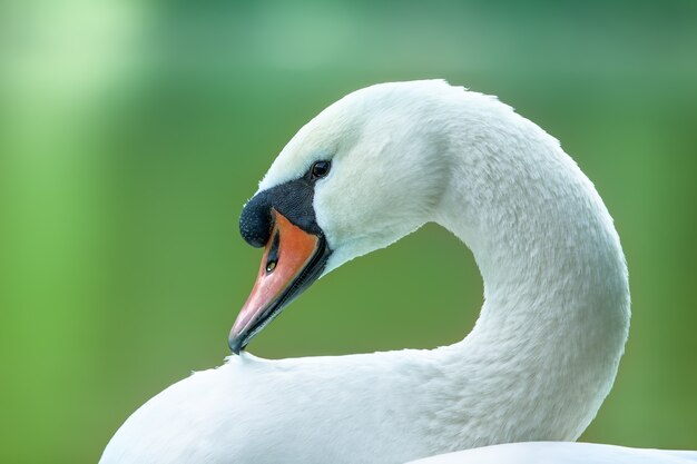 Ritratto di cigno bianco