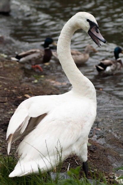 ritratto di cigno bianco