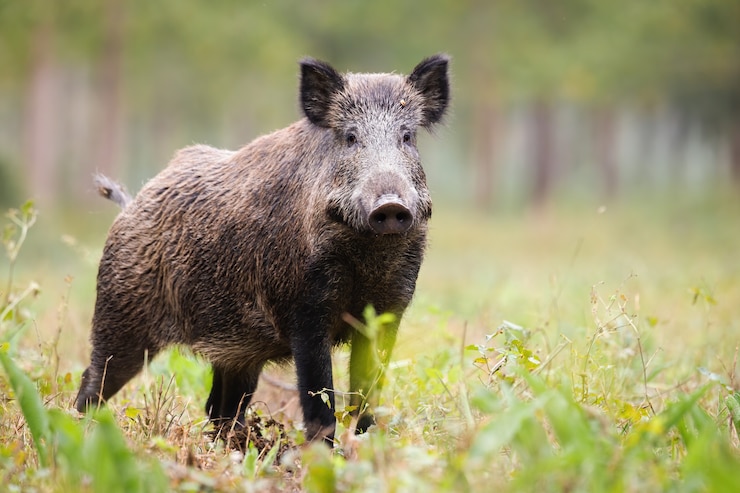 Foto ritratto di cinghiale sulla radura verde