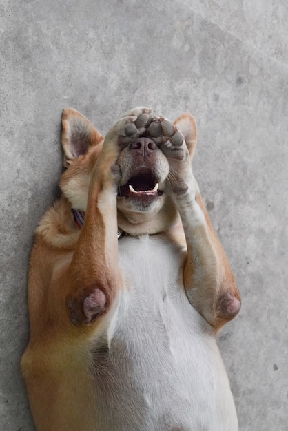 Ritratto di Close-up del cane grasso sdraiato sul pavimento di cemento