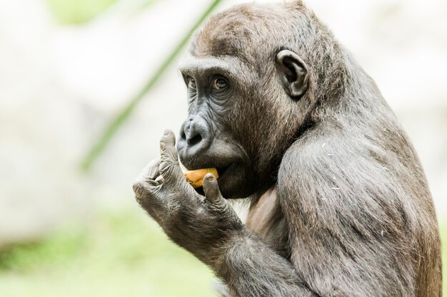 Ritratto di Close-up di gorilla mangiare frutta